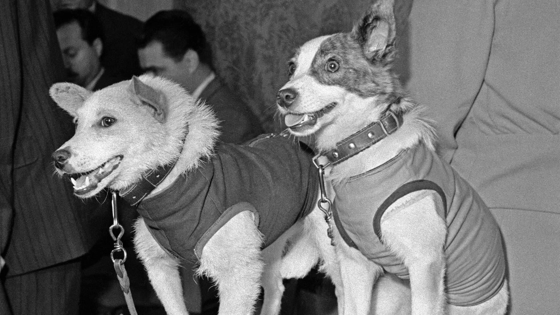Belka y Strelka