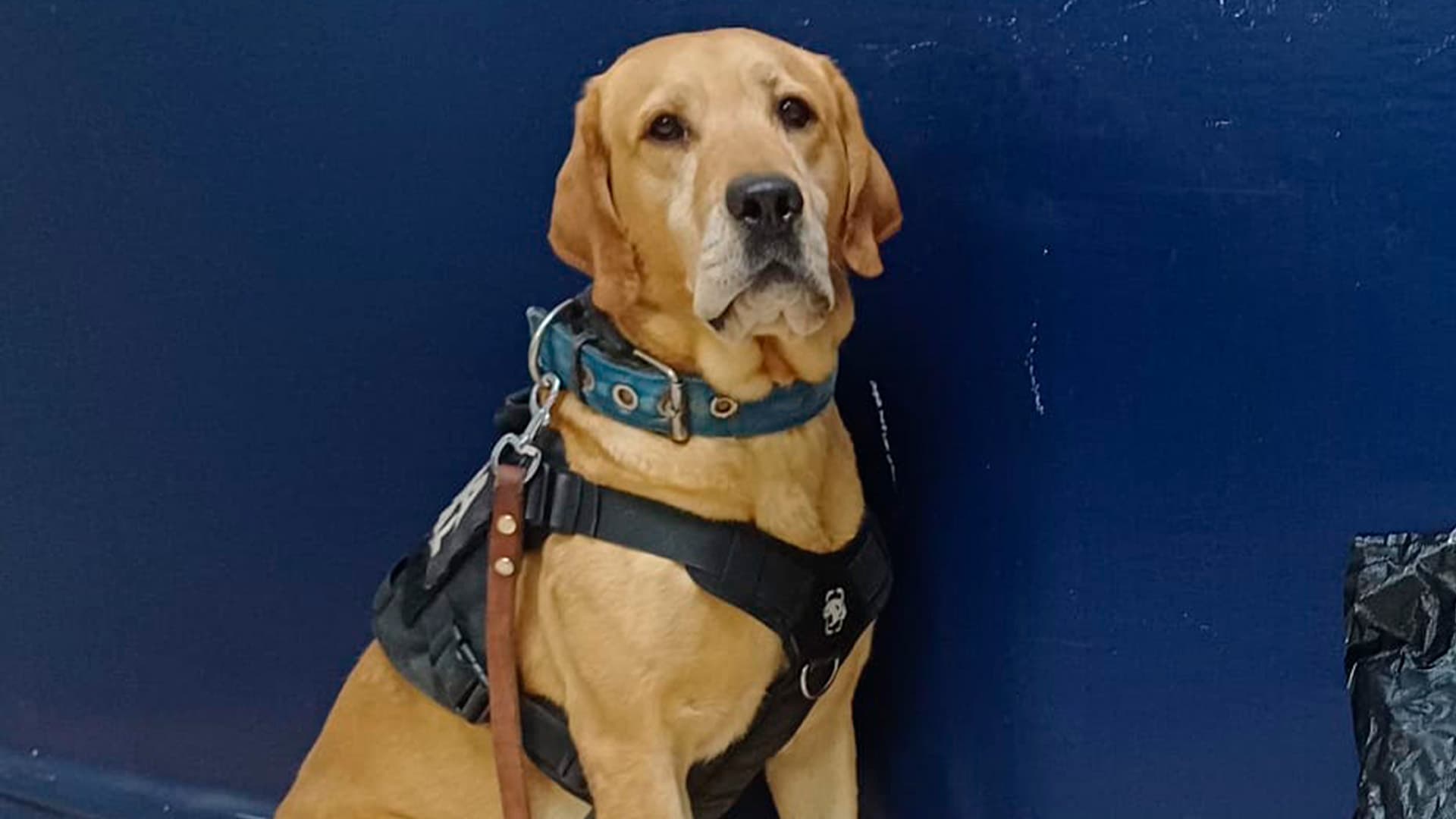 Binomio Canino Localiza Presunta Marihuana en Paquetería de Torreón