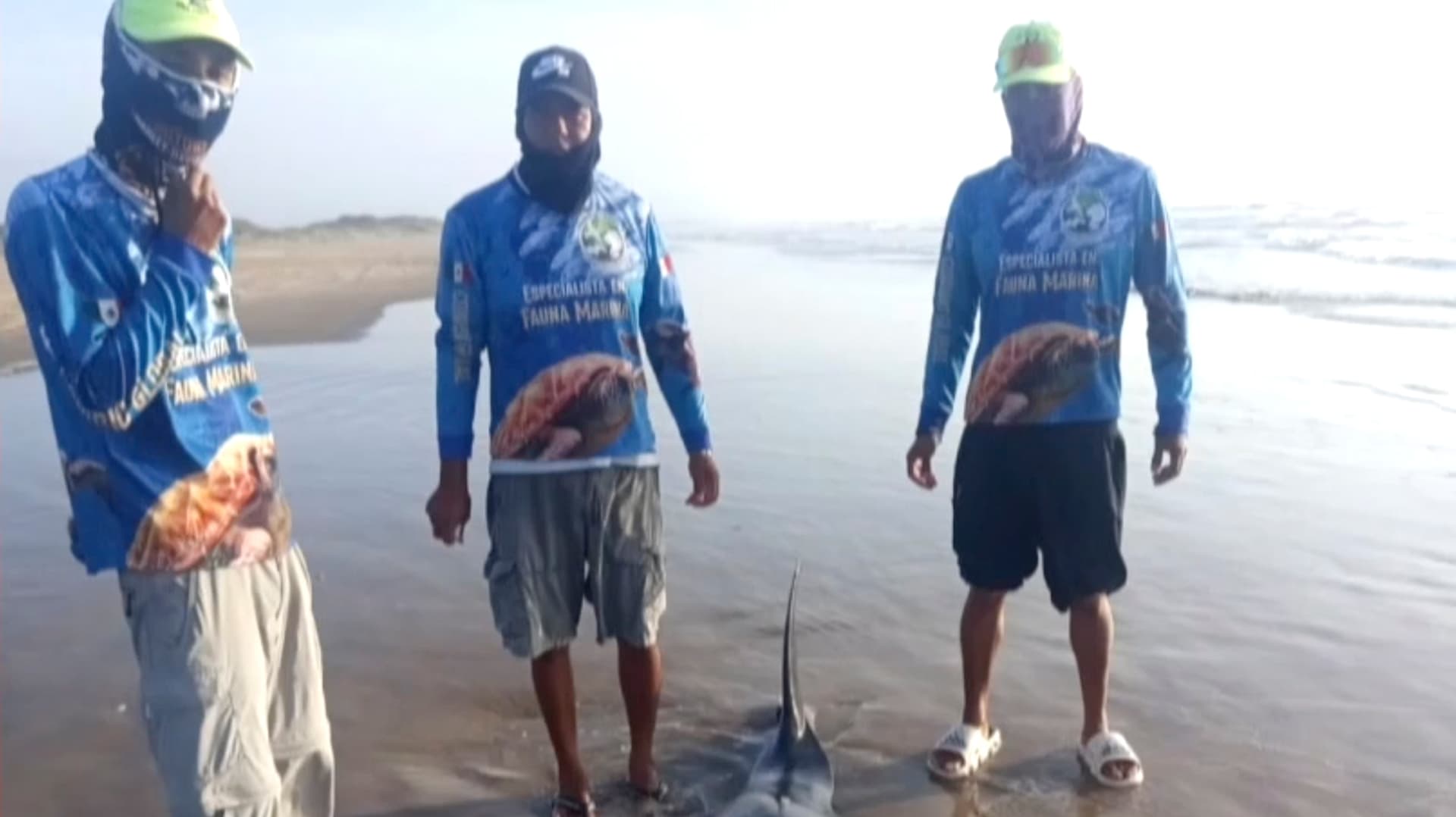 Localizan Presunto Cachalote Pigmeo Varado en Playa Bagdad de Matamoros