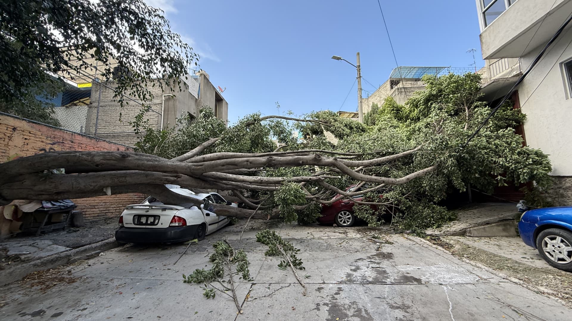 FOTO: Cae Árbol y Aplasta Automóviles en la GAM