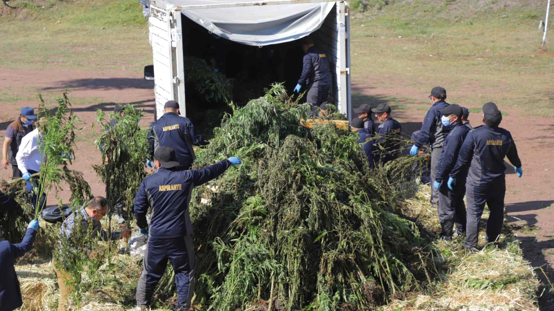 Aseguran y Destruyen un Invernadero de Cannabis en Guanajuato