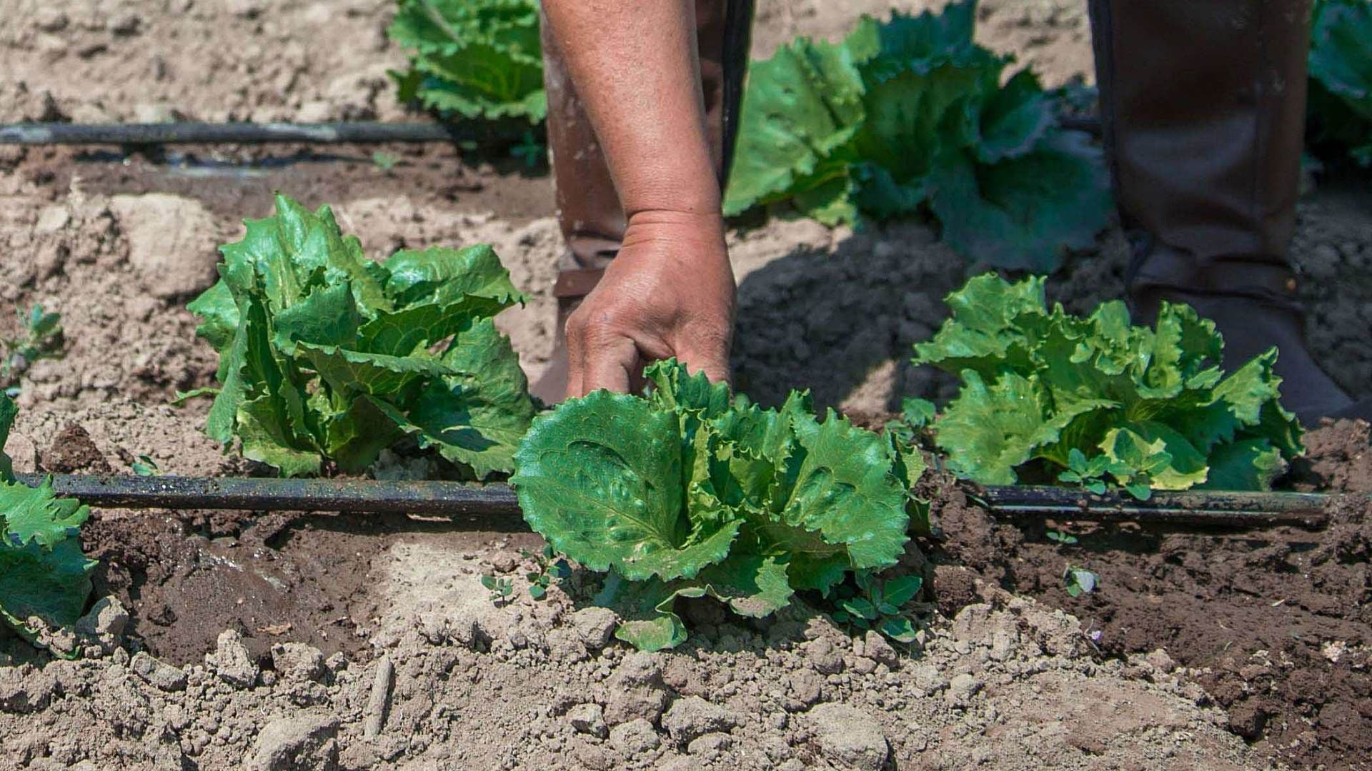 Producción de lechuga en 2021. Foto: Cuartoscuro | Archivo