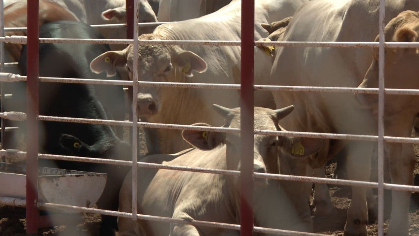 Suspenden Temporalmente Exportación de Ganado a EUA por Detección de un Afta en Animal