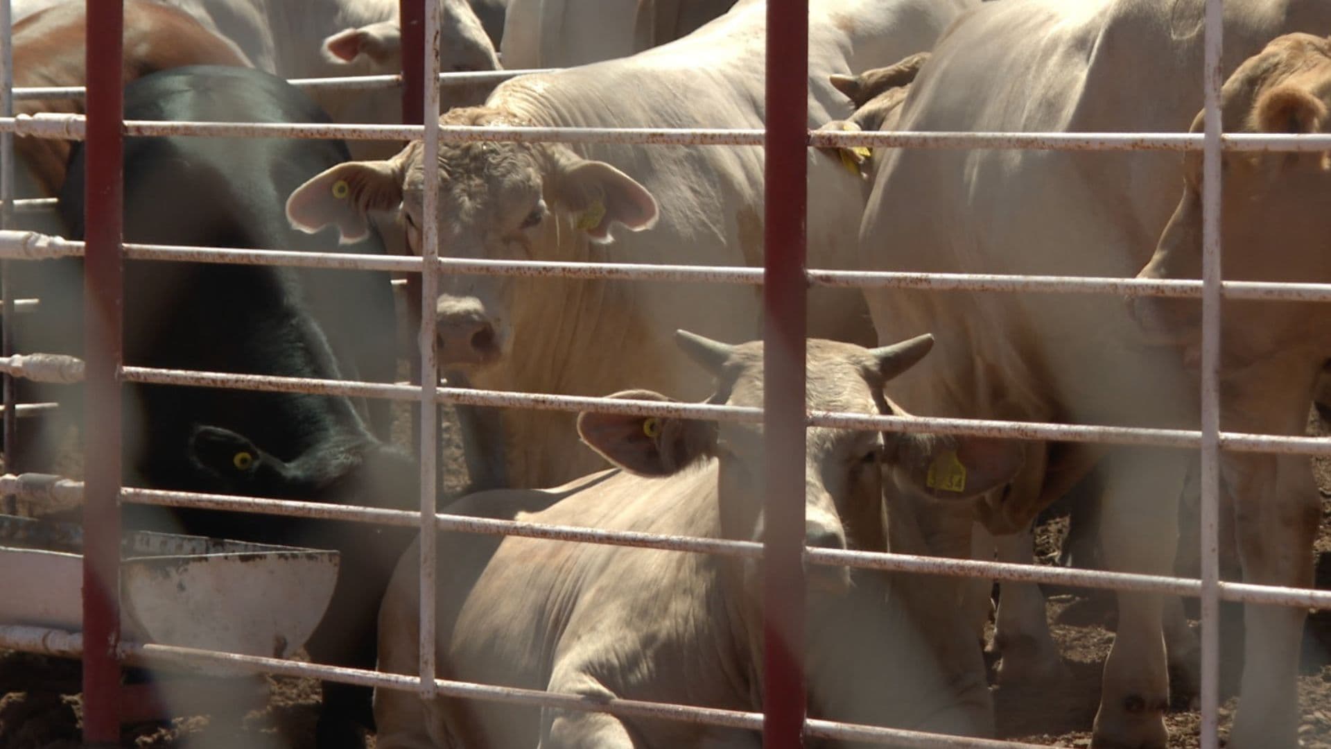 Suspenden Temporalmente Exportación de Ganado a EUA por Detección de un Afta en Animal