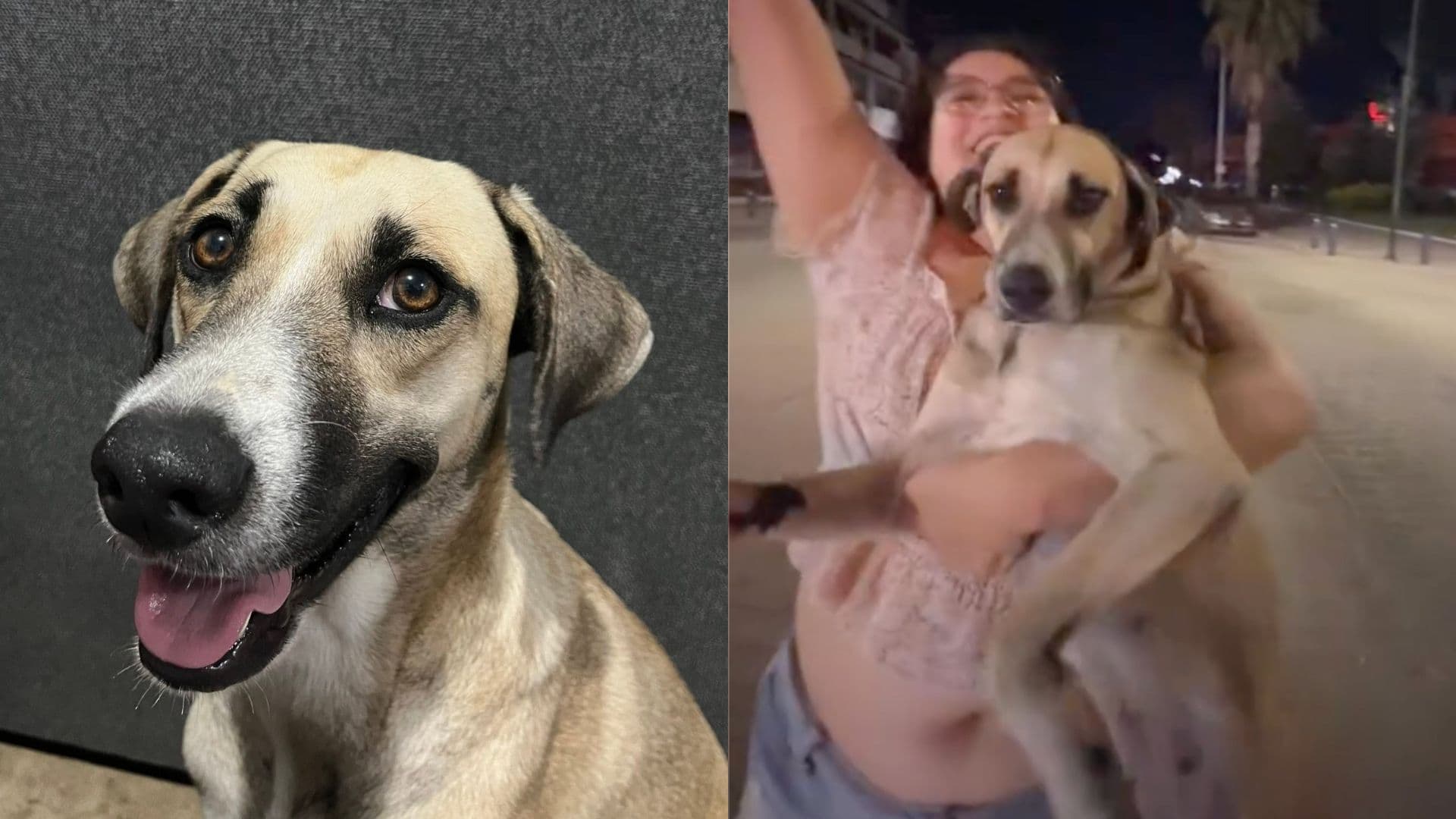 Encuentran a Perrita Gorda en Festejo por Triunfo de México en Ciudad Victoria