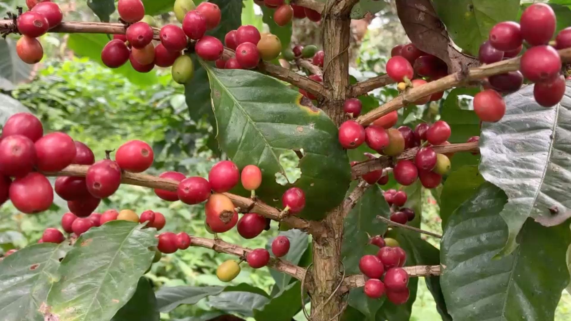 Plantío de café en Coatepec, la capital del café en Veracruz