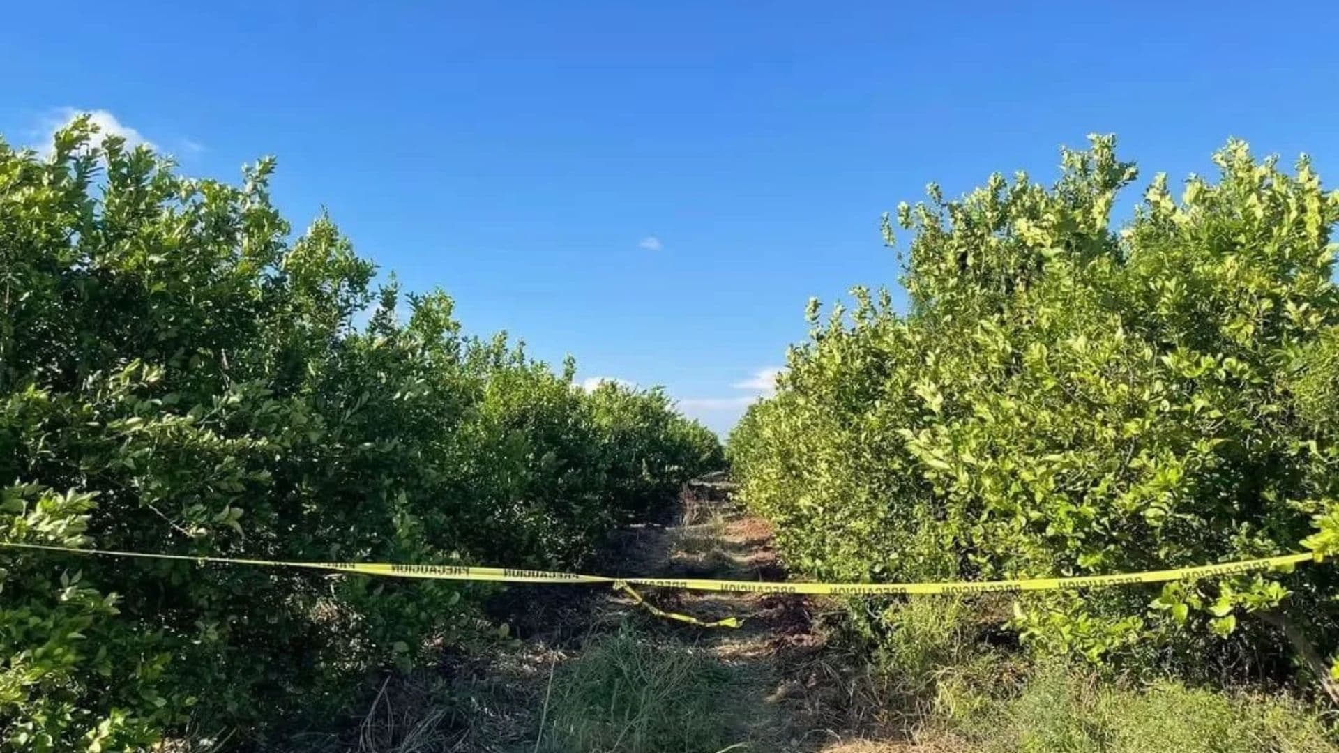 Colectivos de Búsqueda Localizan Restos Óseos y el Cuerpo de una Mujer en Sonora