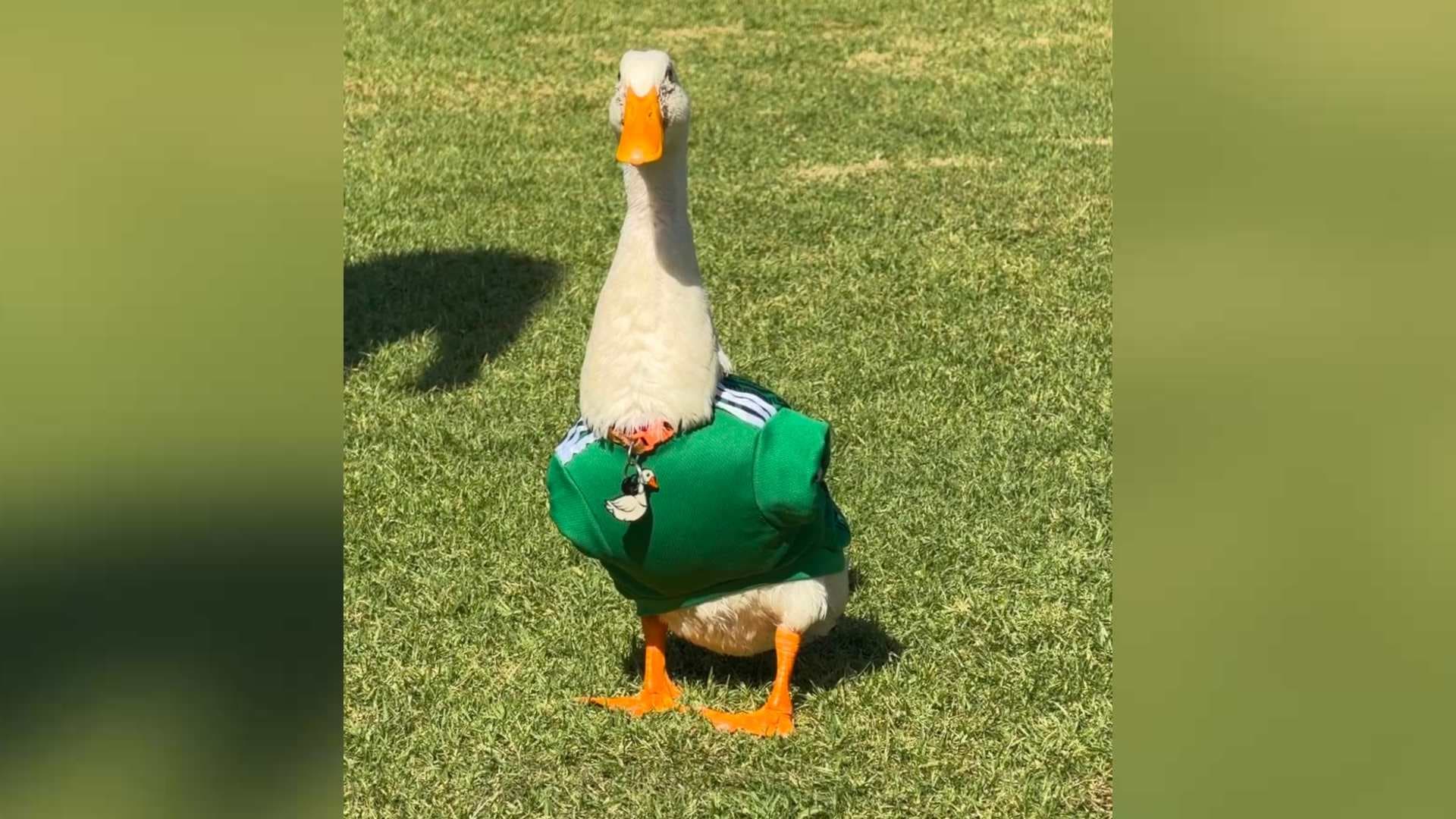 Conoce a Merlín, el Pato Mundialista que Roba Miradas en CDMX