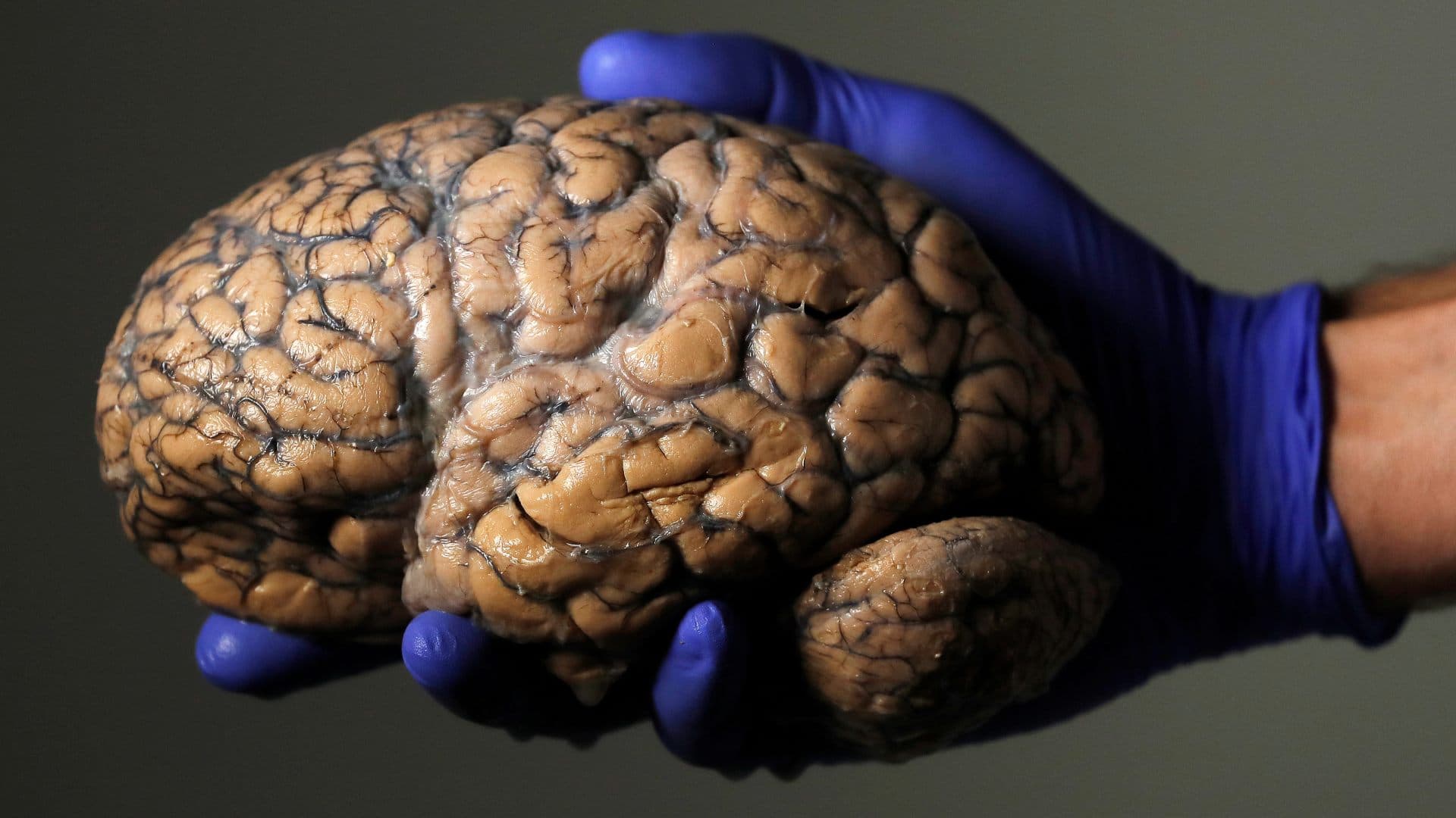 Cerebro Humano cuánto pasa.