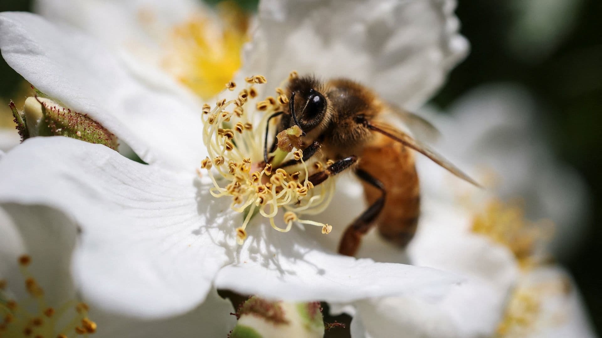 ¿Cuántos Ojos Tienen las Abejas y Qué Colores No Ven? Así su Rango Visual