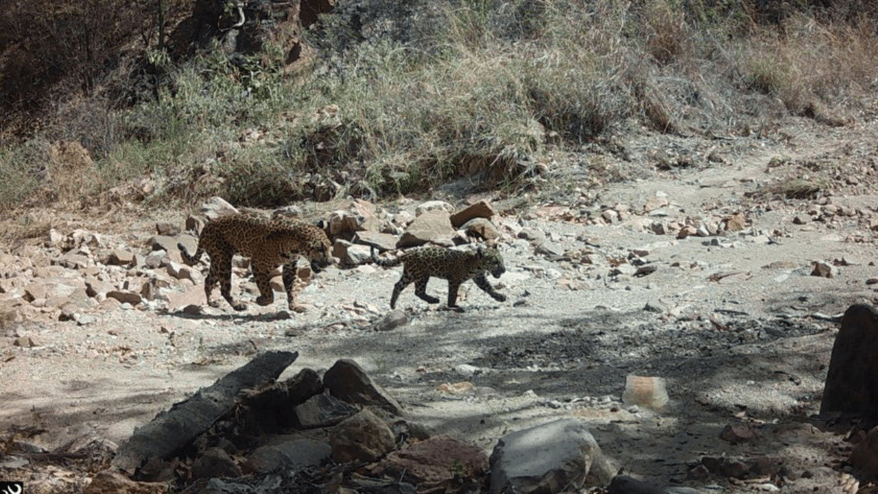 Registran Nacimiento de Cachorro de Jaguar en Sahuaripa, Sonora