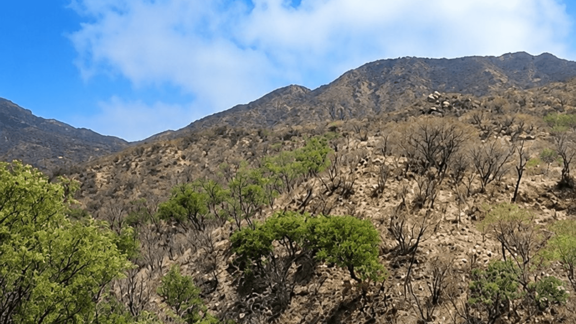 Brigadistas Combaten Incendio Forestal en Sierra Alta de Sonora; Realizan Colecta en Apoyo