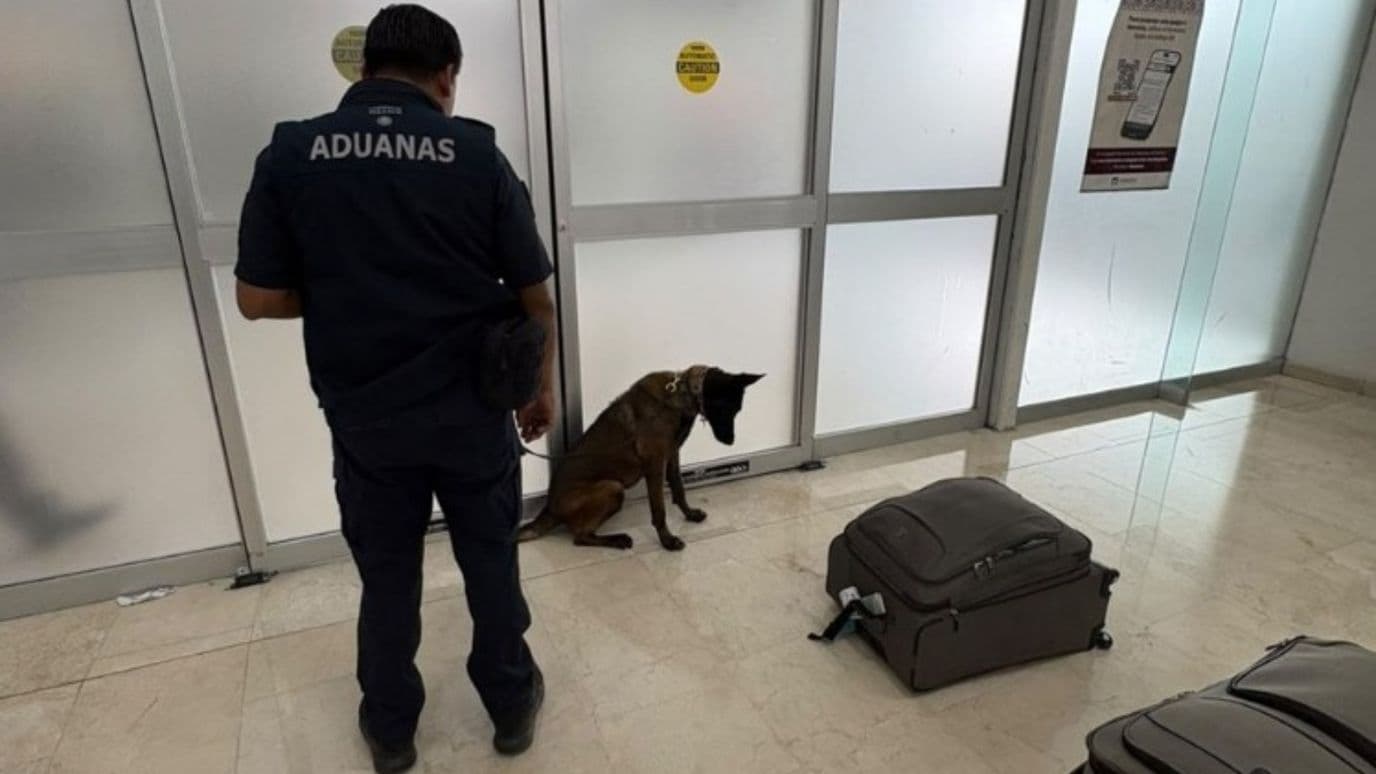 El sensor canino “Cinta”. Foto: N+