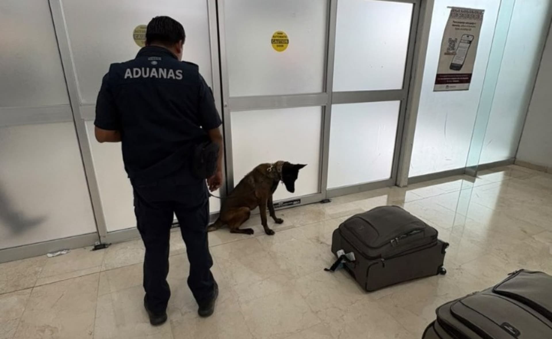 Binomio Canino Detecta Equipaje con Más de 365 Mil Dólares en el Aeropuerto de Oaxaca