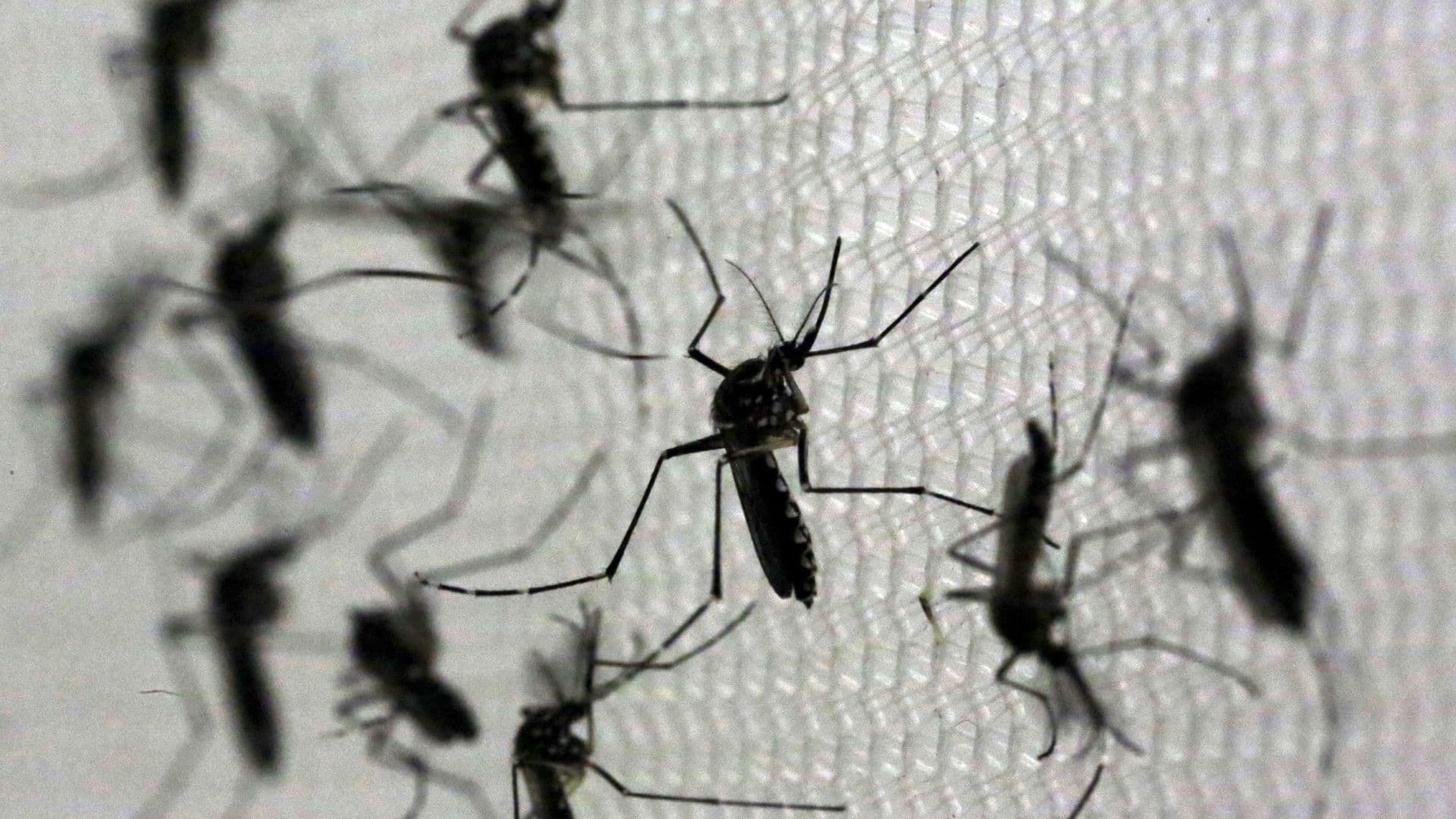 Enjambre de mosquitos. Foto: Reuters