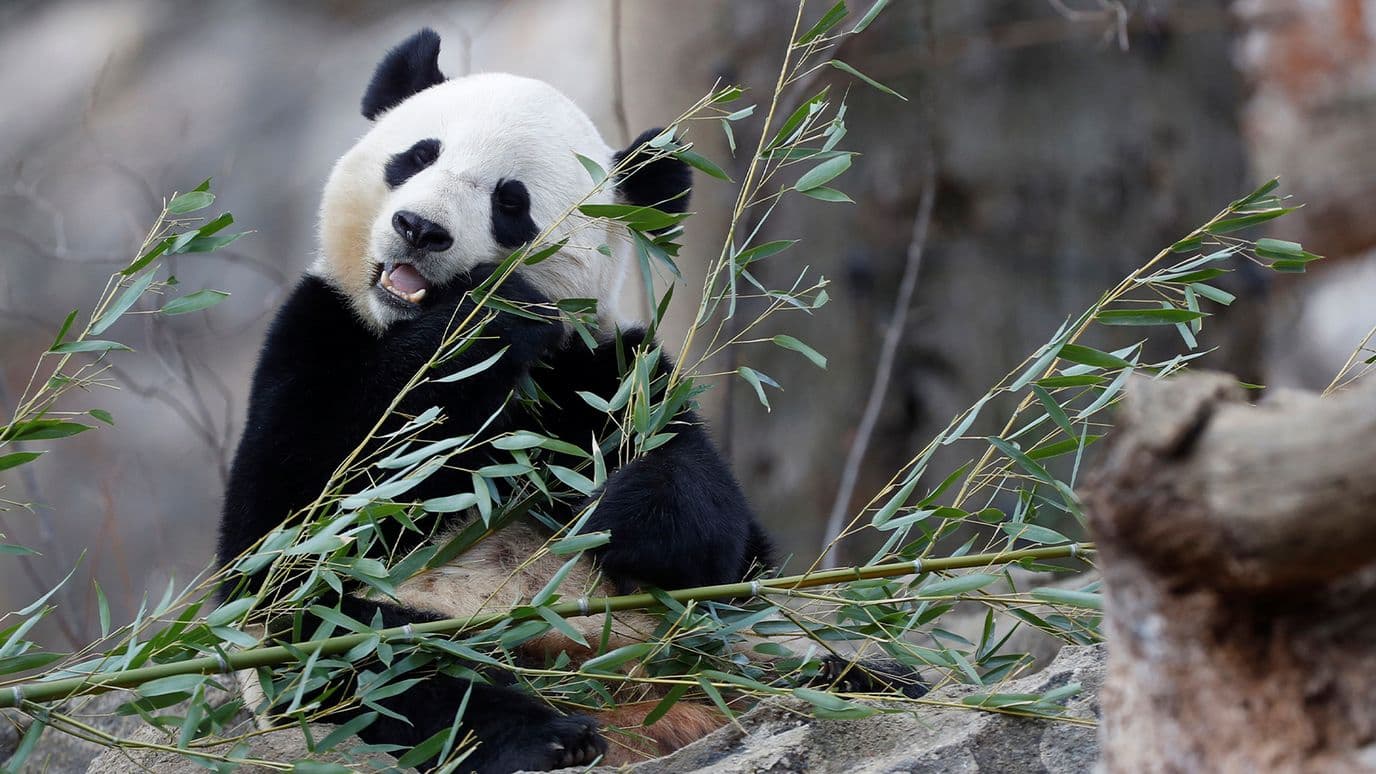 10 Especies Animales que los Humanos Rescataron
