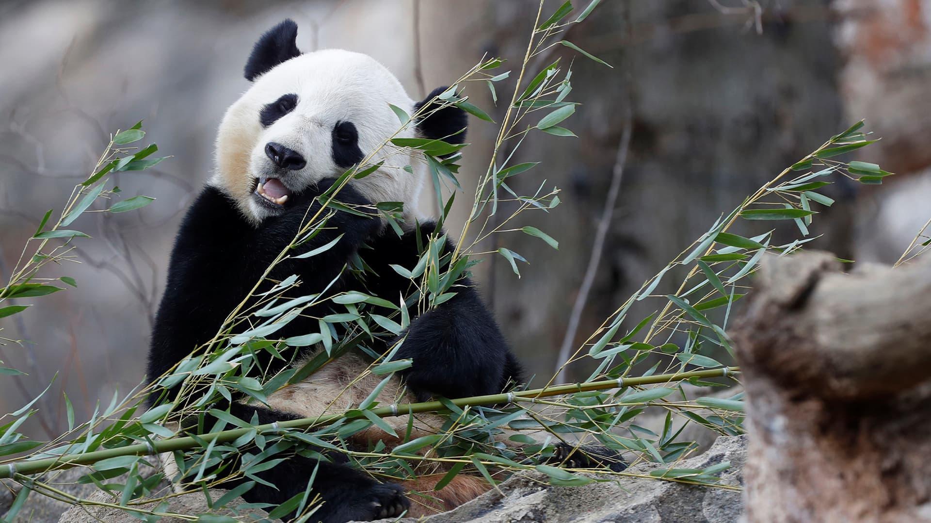 10 Especies Animales que los Humanos Rescataron