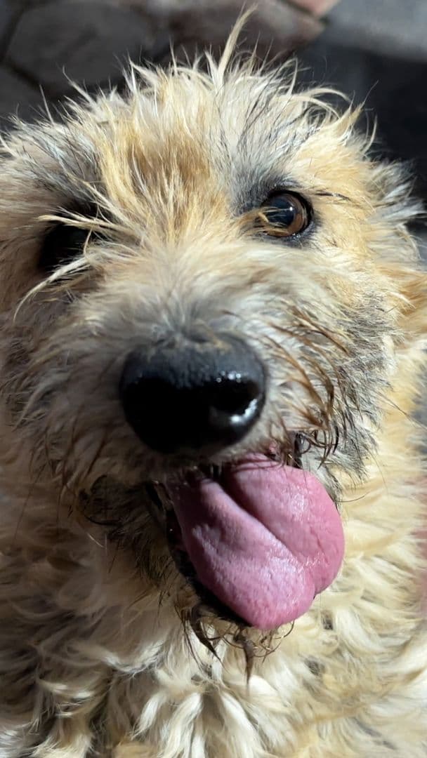 Maltrato Animal: Un Sistema Que Ignora, Una Realidad Que Desborda