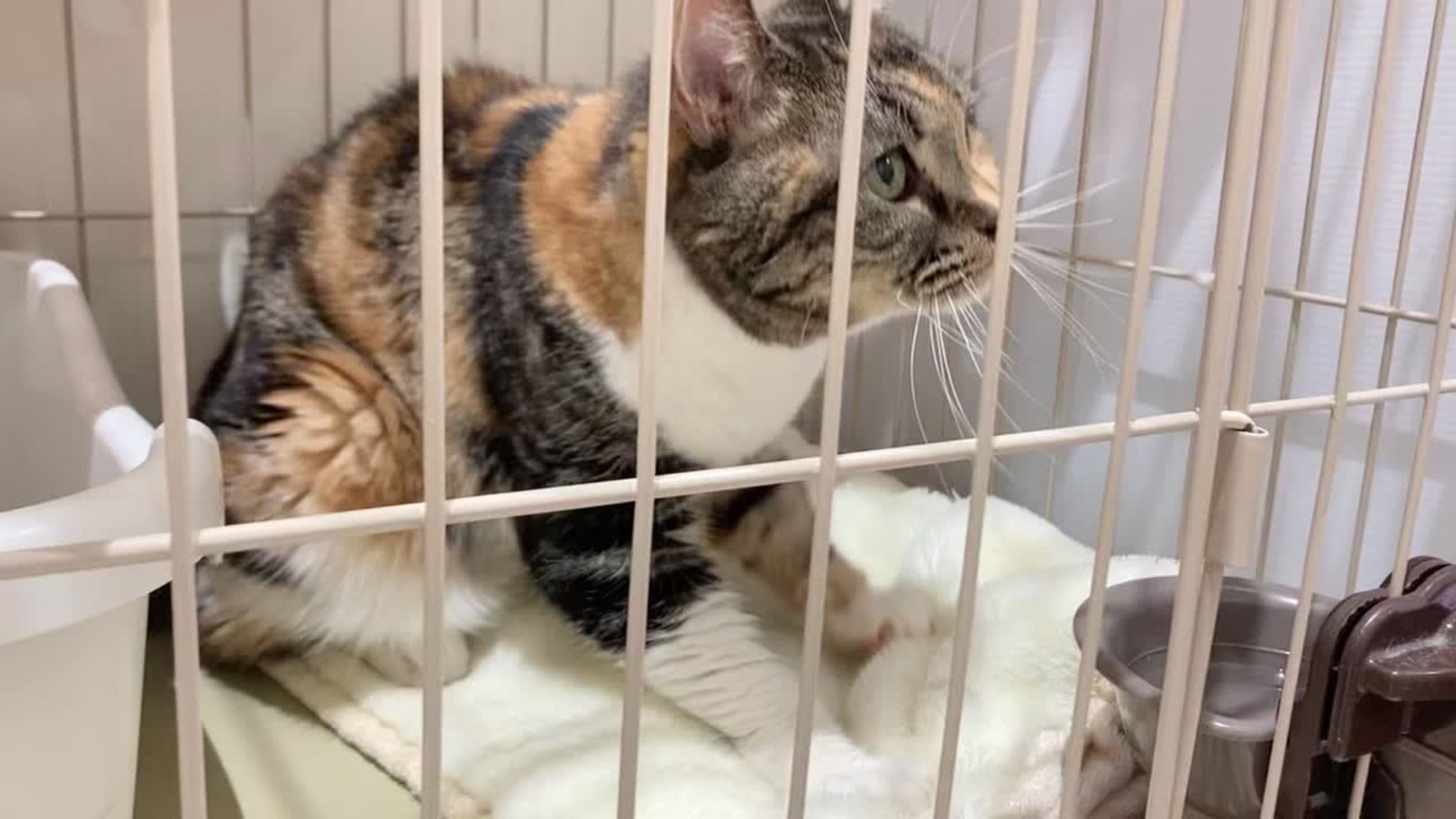 Gatos Japón