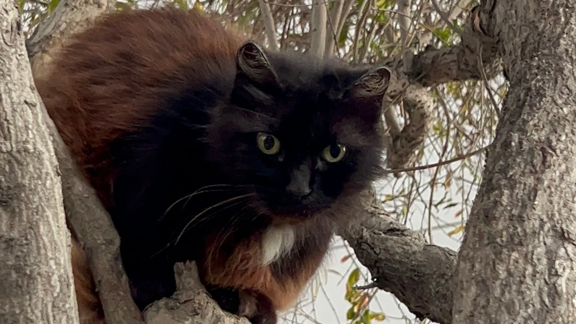 Piden Suspender Adopciones de Animales Negros por Temporada de Halloween en BC