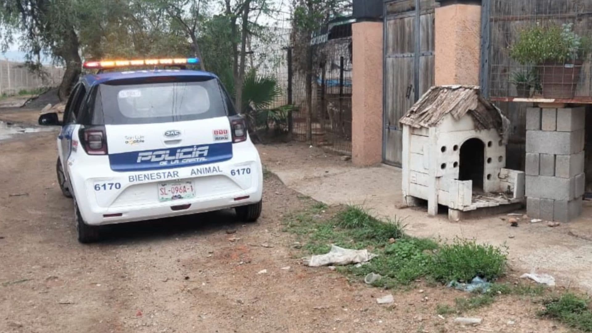 Hallan Criadero Clandestino y Rescatan Perros en Milpillas