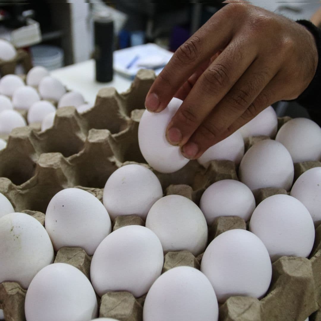 Retiran 1.5 Millones de Docenas de Huevos por Riesgo de Contaminación. Foto: Cuartoscuro