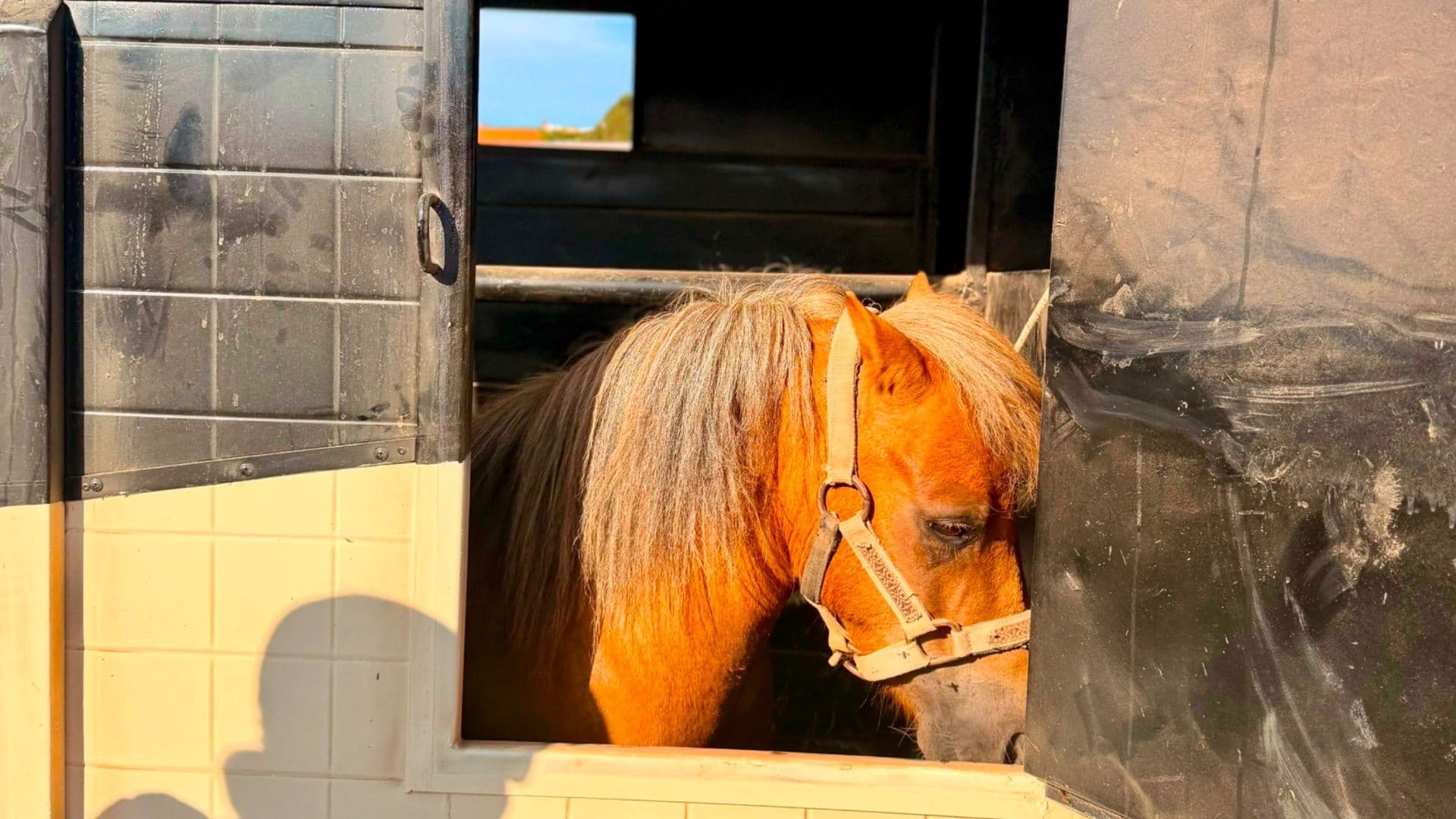 Rescatan a Pony Presuntamente Maltratado en Ensenada