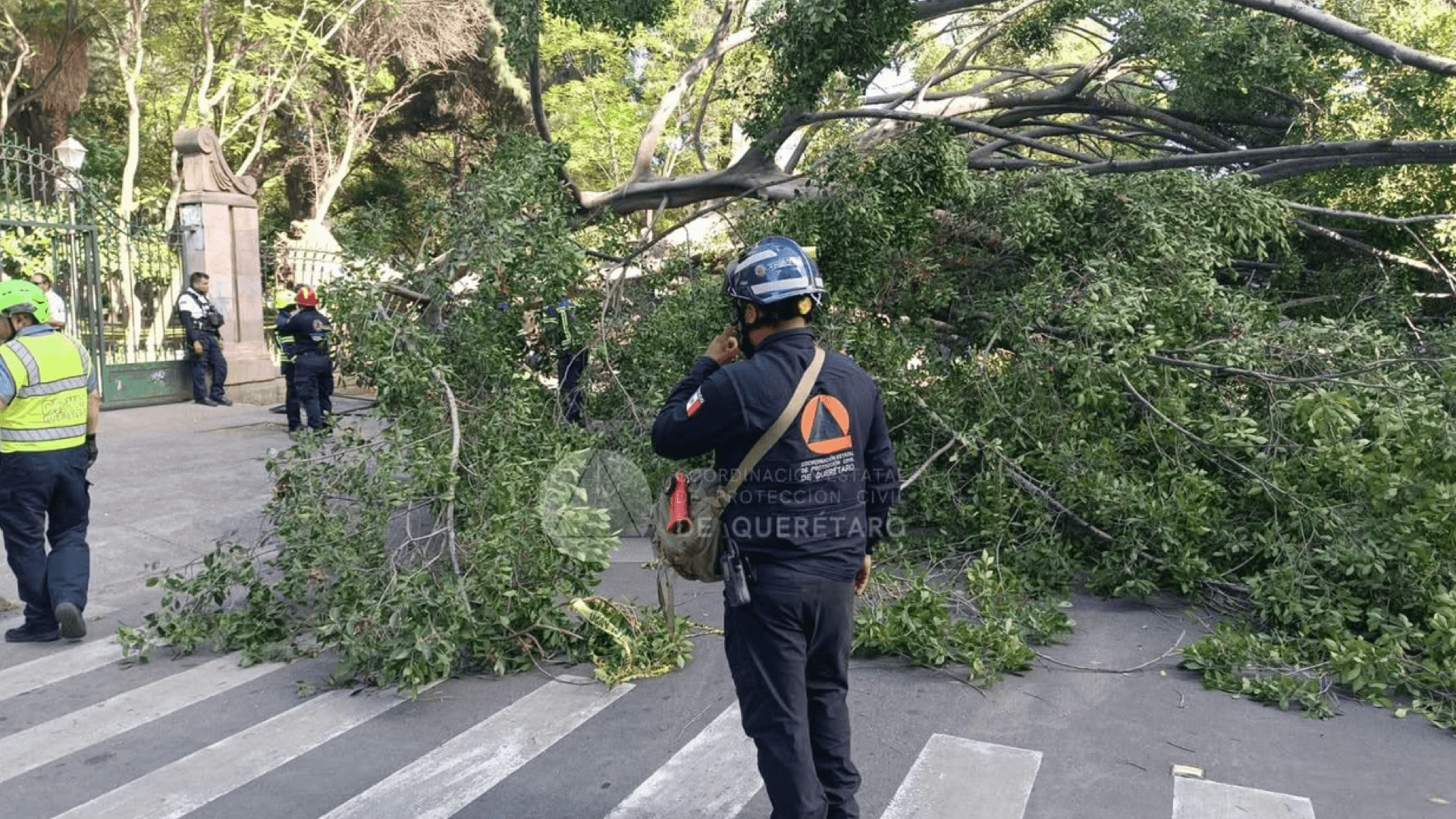 Tragedia en Querétaro: Árbol Cae Sobre Vehículos y Deja Una Persona sin Vida