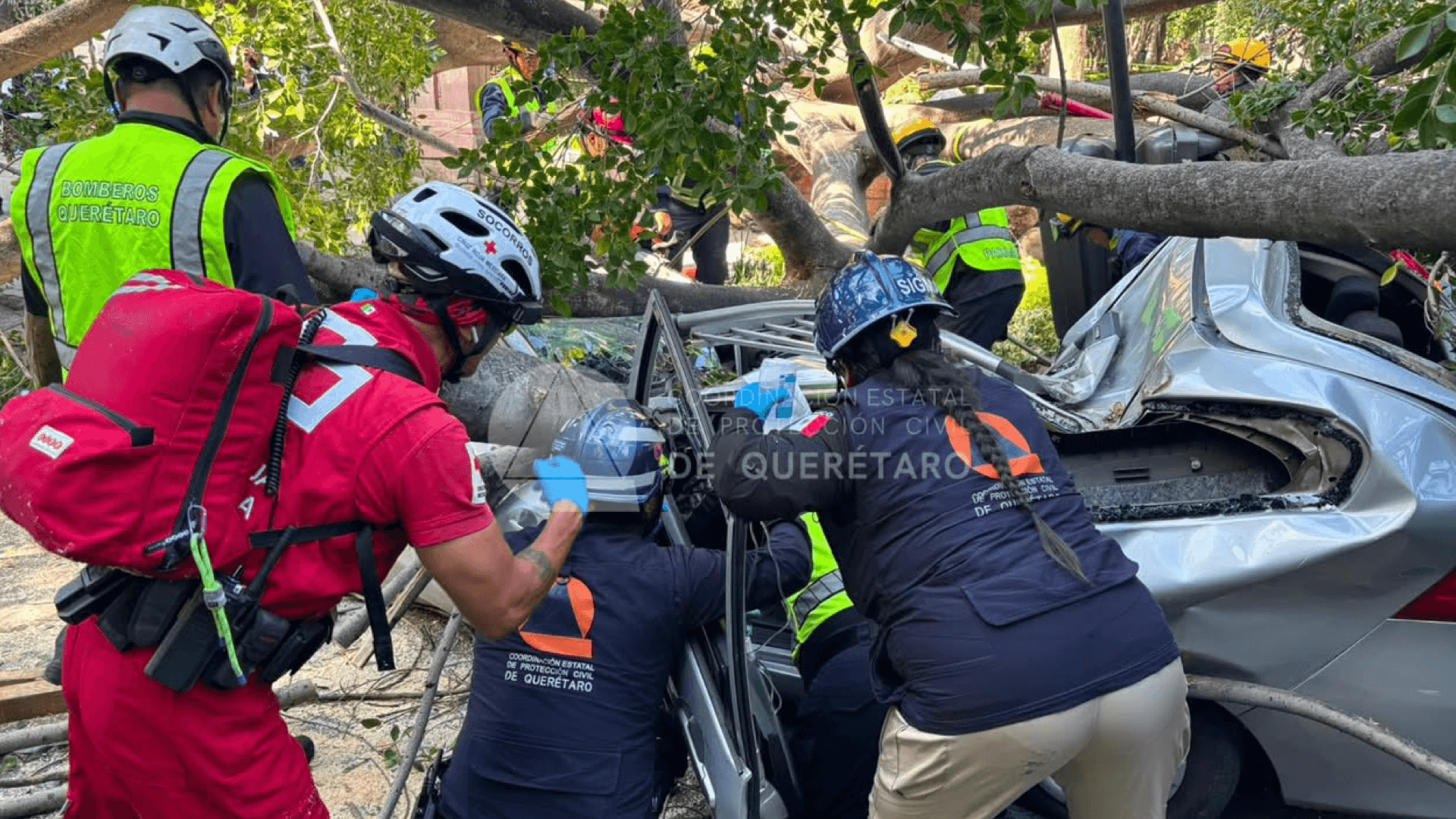 Tragedia en Querétaro: Árbol Cae Sobre Vehículos y Deja Una Persona sin Vida