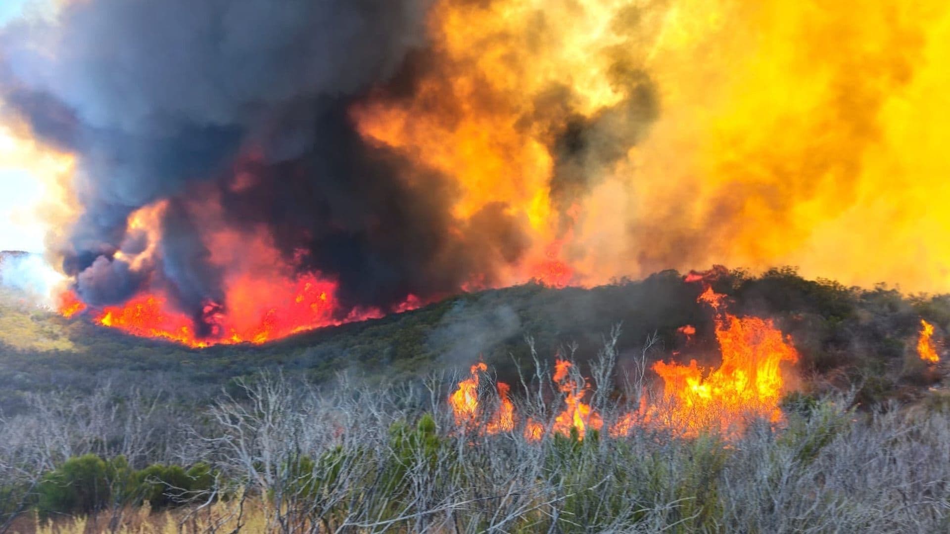 Incendio Forestal Afecta 800 Hectáreas en Valle de la Trinidad, Ensenada