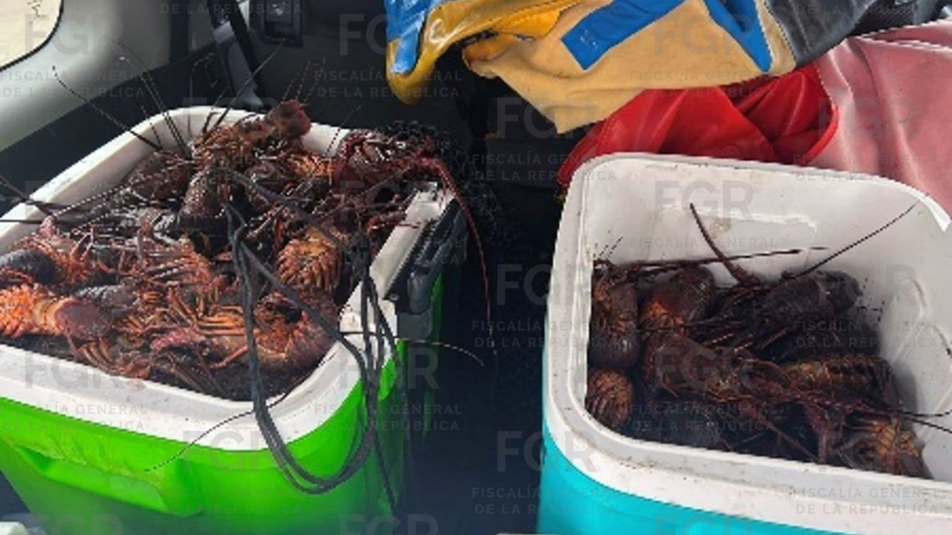 Vinculan a Proceso a Cuatro Personas por Captura de 222 Langostas en Veda en Ensenada