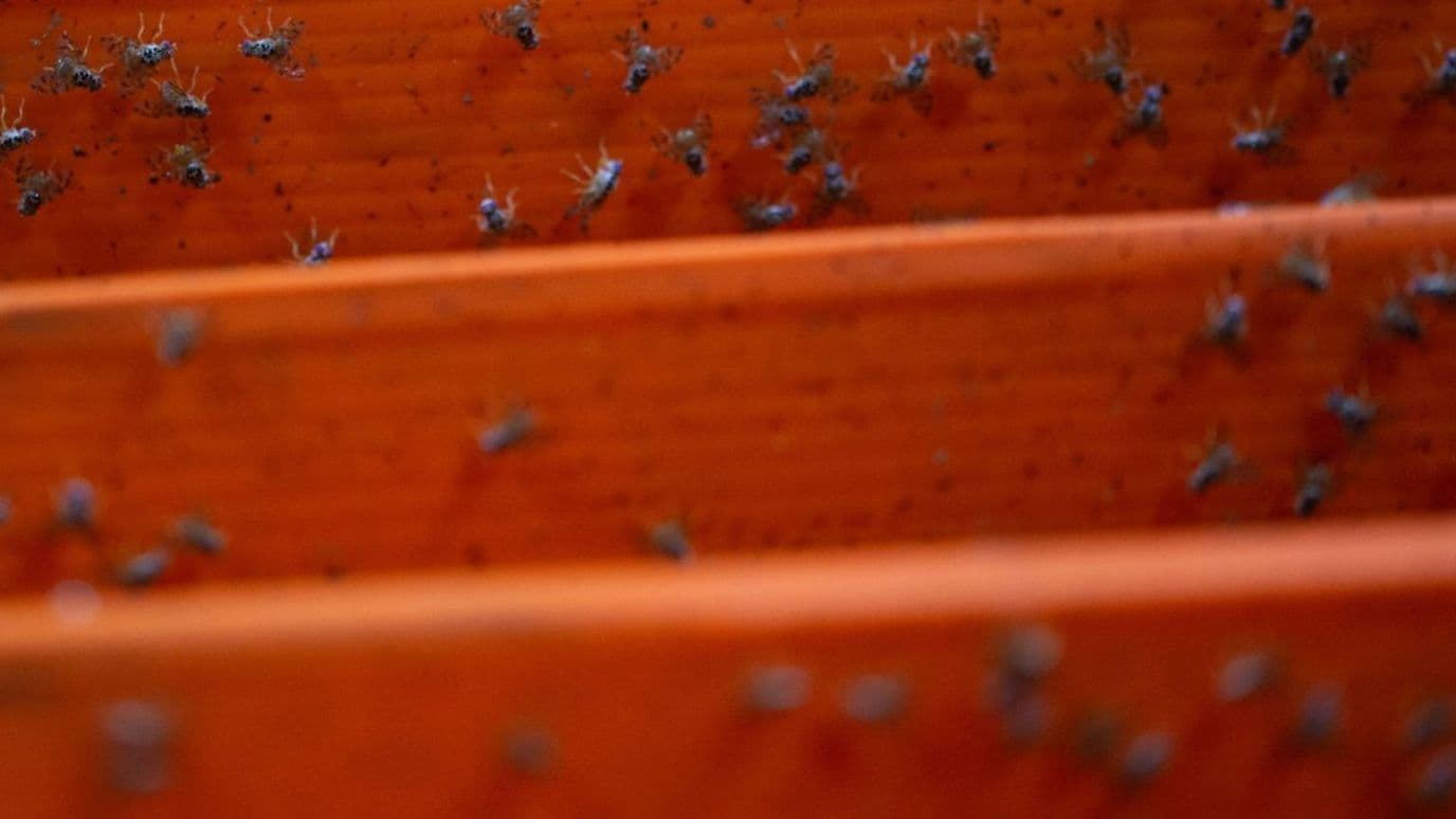 Vecinos de la CDMX han denunciado una plaga de bichos trips en CDMX.