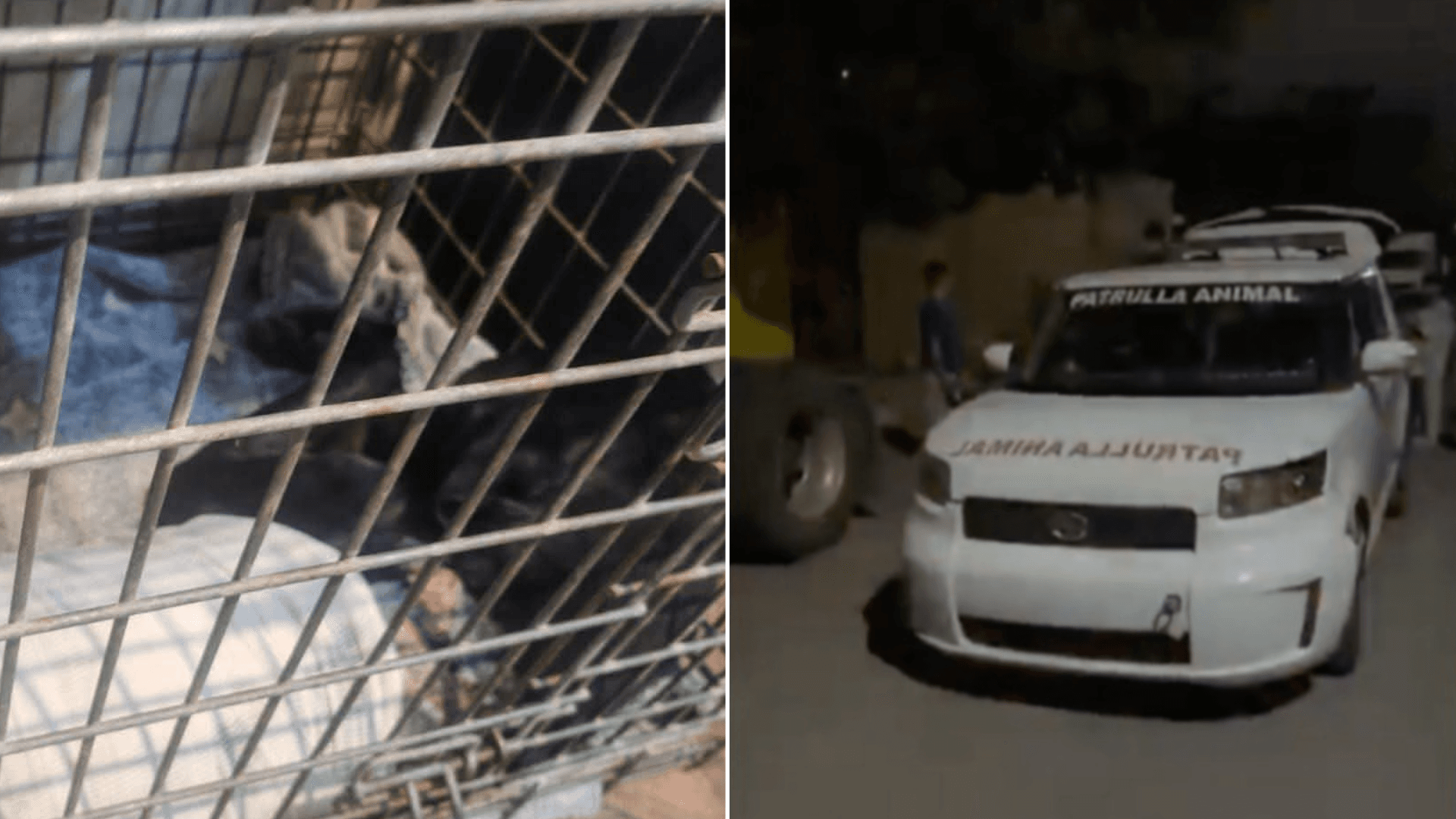 Investigan Caso de Perrita Agredida con Agua Hirviendo en Hermosillo, Sonora