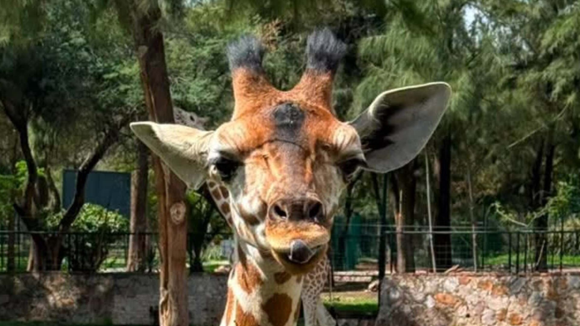 Jirafa Muere en Un Accidente en el Zoológico de León