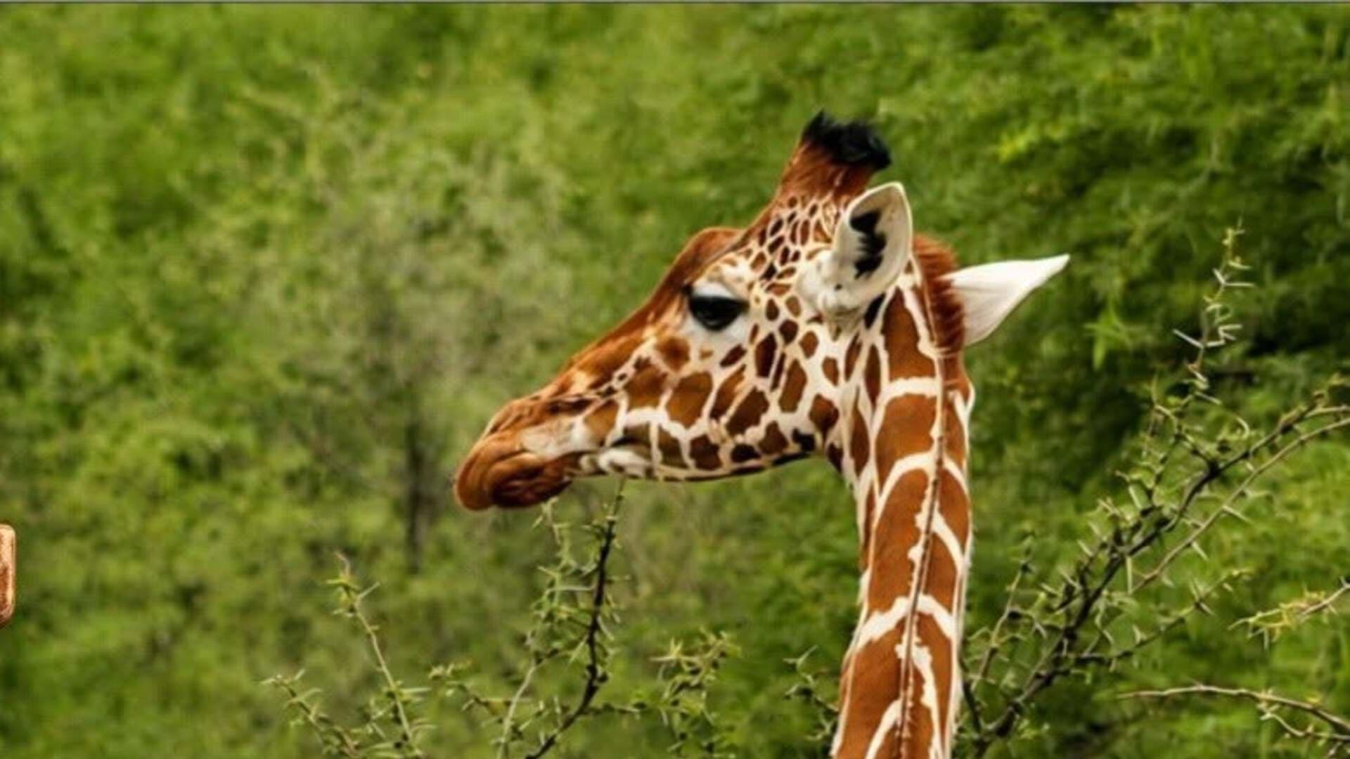 Muere Jirafa en Un Accidente en el Zoológico de León