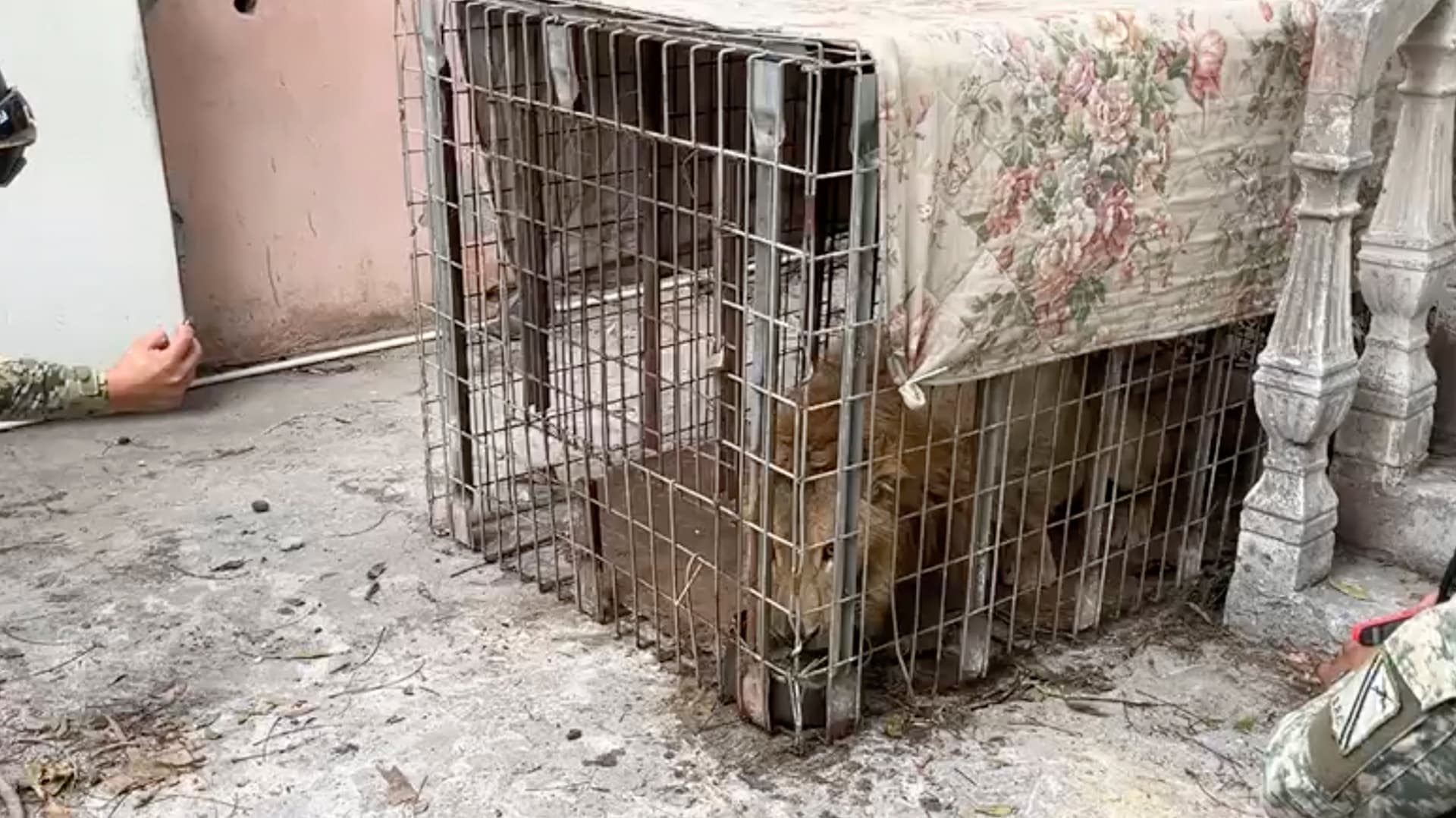 León se Encuentra al Interior de una Jaula