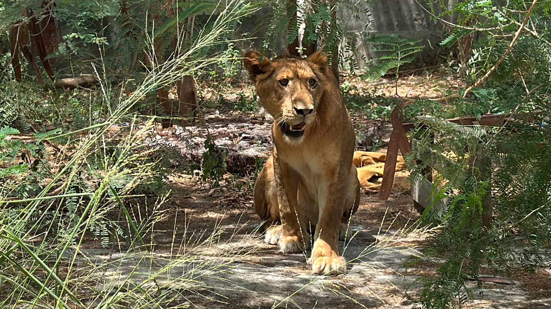 Localizan Leona en Ejido de Matamoros, Tamaulipas