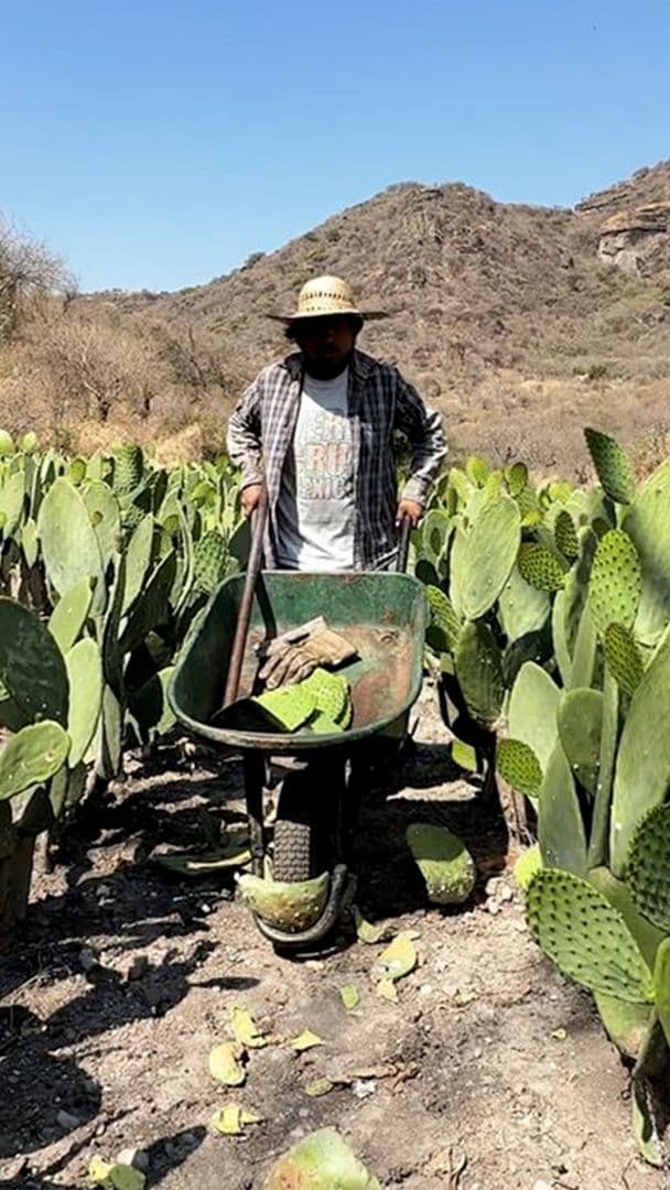 La Realidad Detrás del Nopal que Comes