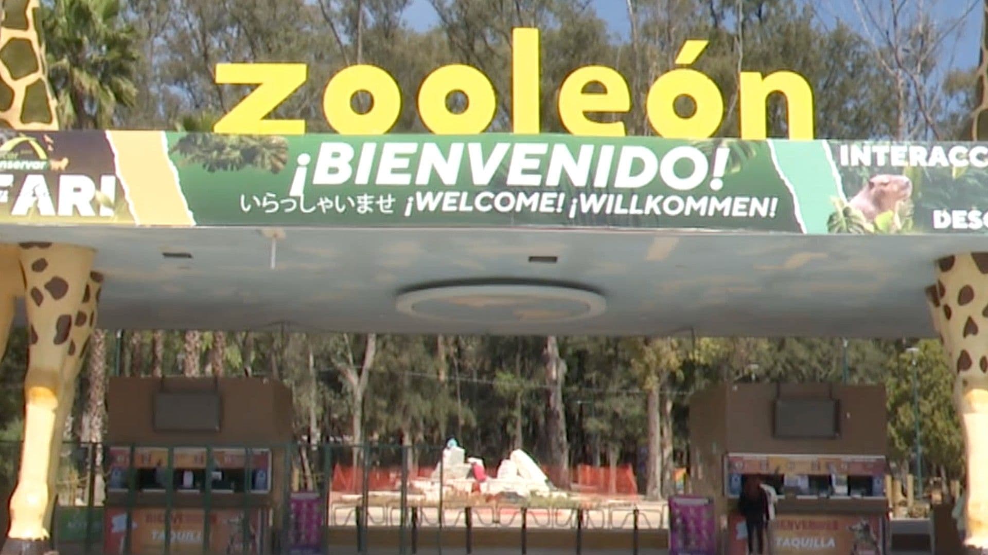 Muere Loba Marina Cuando se Recuperaba de una Operación en el Zoológico de León Guanajuato