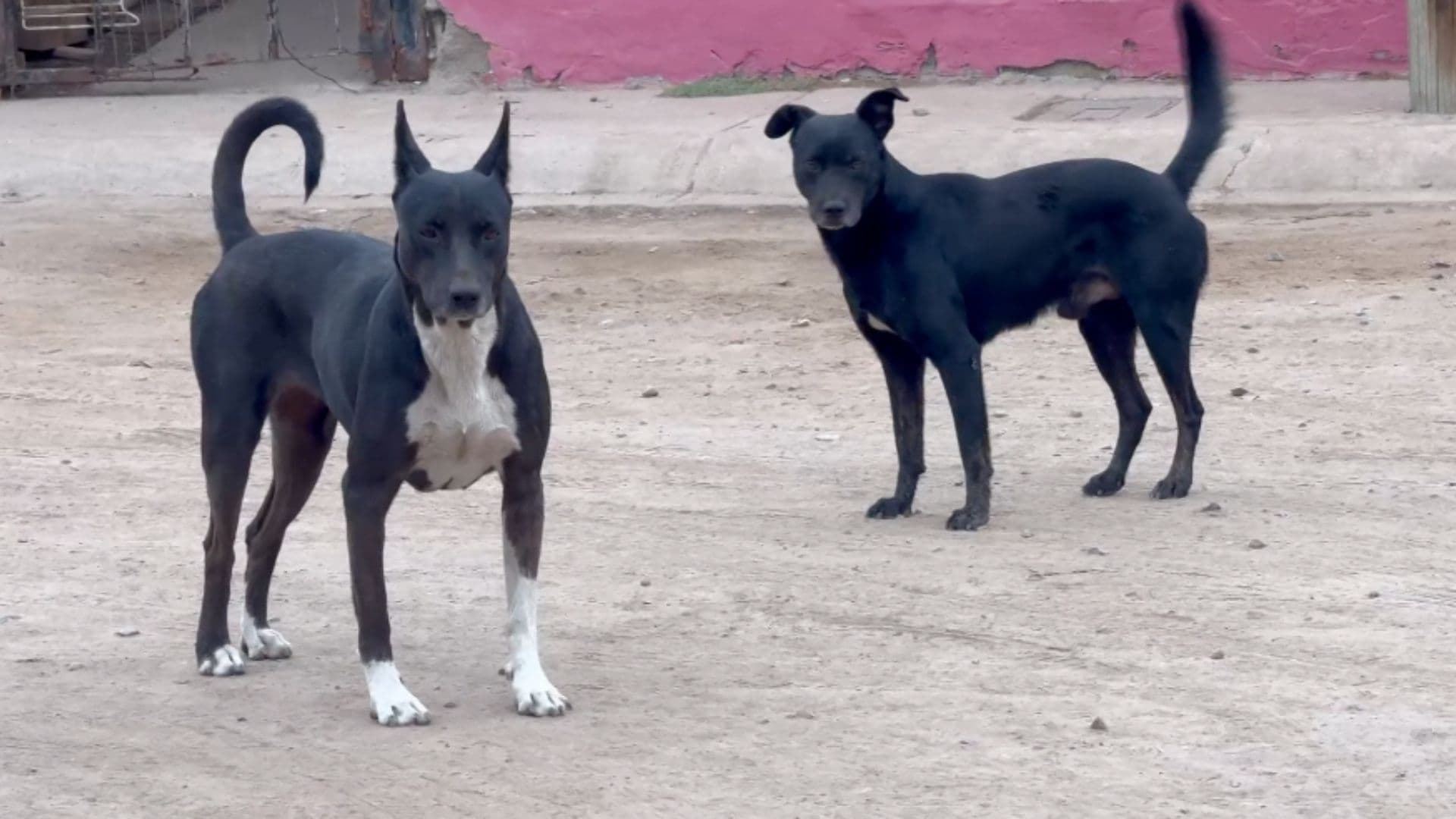 Investigan Presunto Caso de Maltrato Animal Tras Muerte de ‘Roky’ en Ensenada