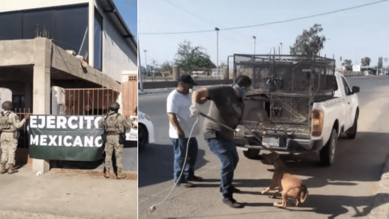 Fiscalía de Sonora Rescata a Dos Perros por Maltrato Animal en San Luis Río Colorado