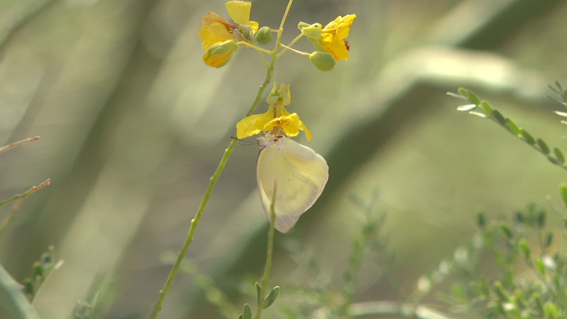 Mariposas Amarillas en Hermosillo