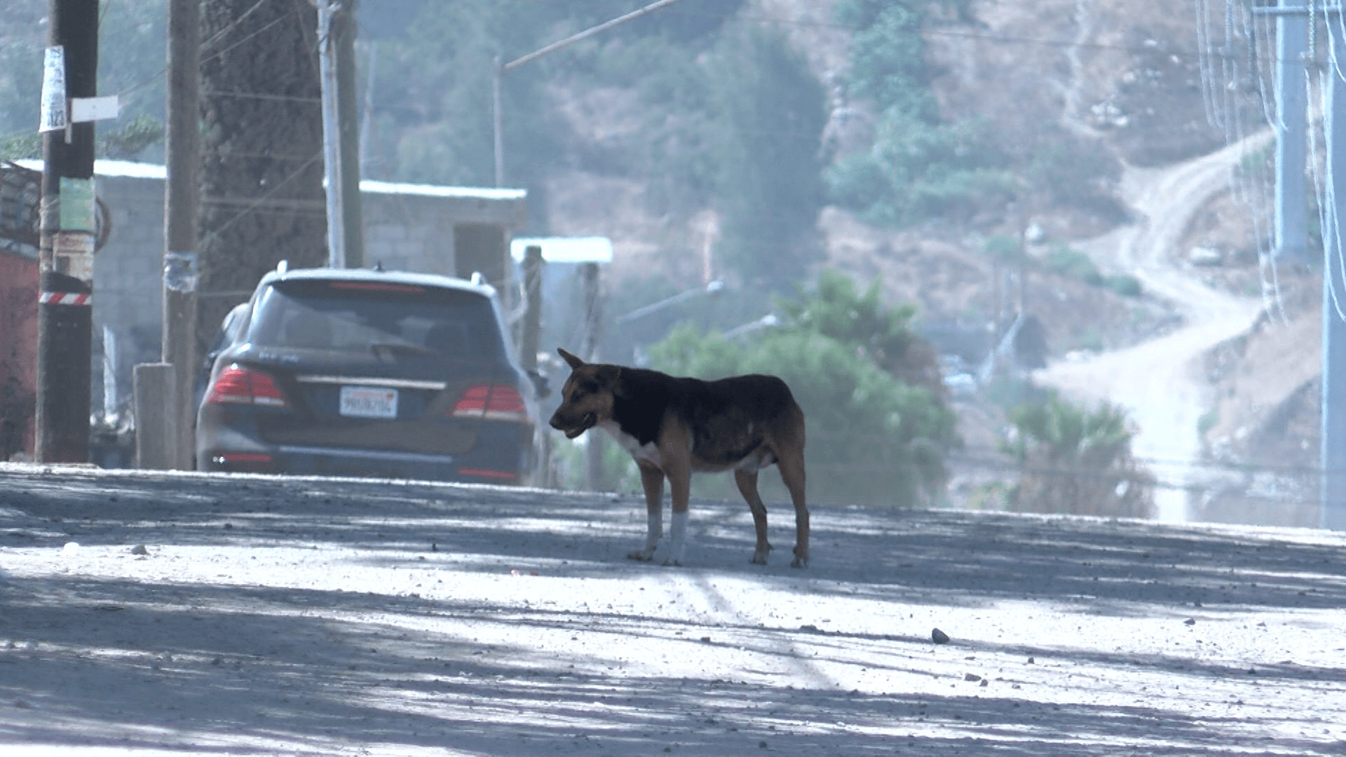 Exponer a Mascotas al Calor Extremo Puede Tener Consecuencias Legales en Baja California