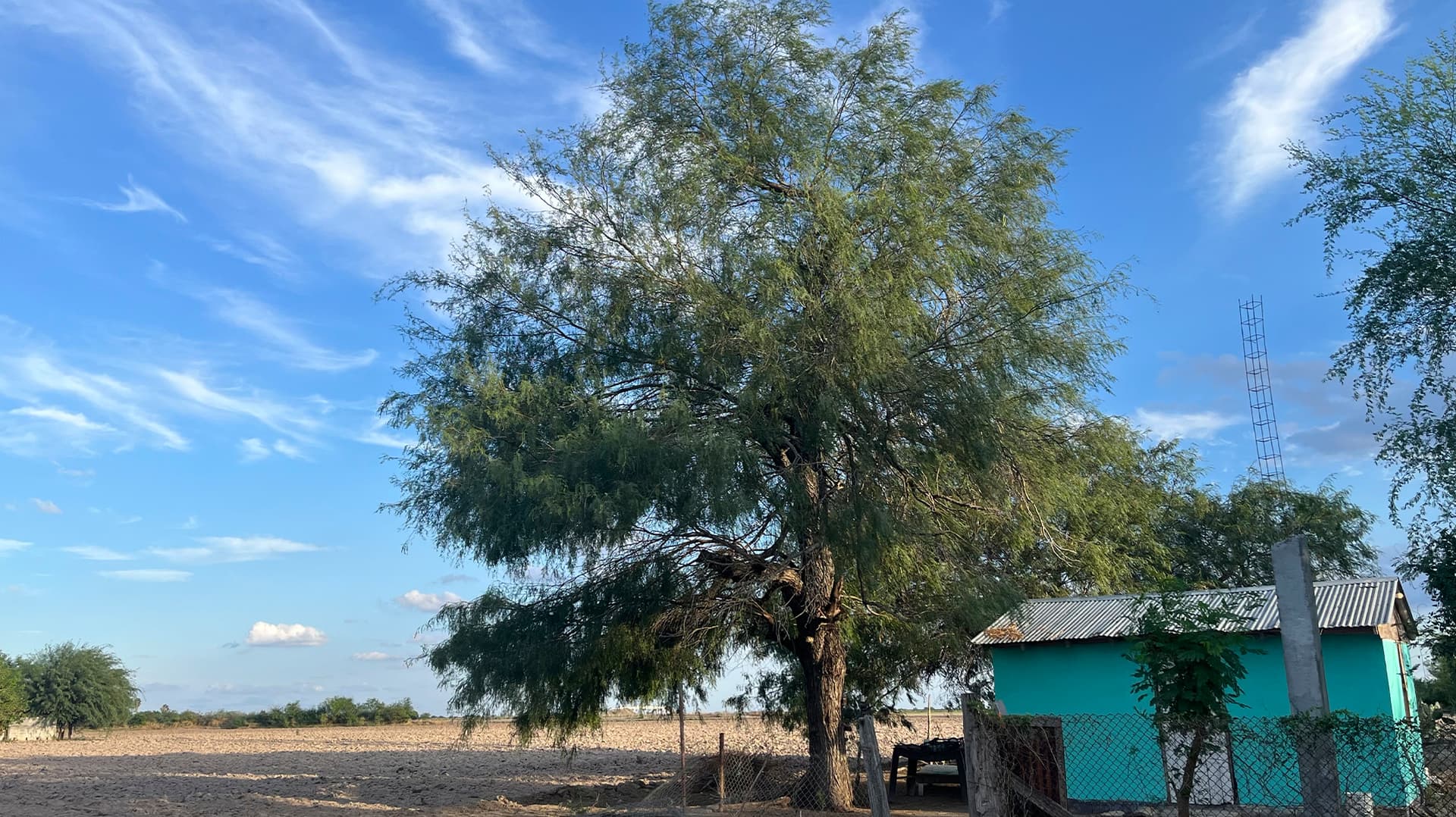 El Árbol de Mezquite en Tamaulipas: Su Importancia en la Producción de Miel