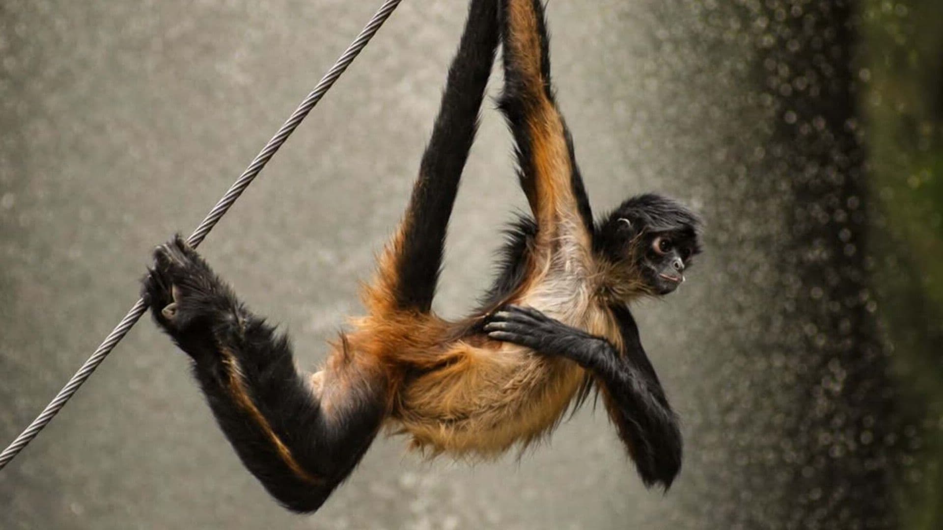 Dos Monos Araña Fallecen Dentro del Zoológico de León; a Uno se le Practicó la Eutanasia