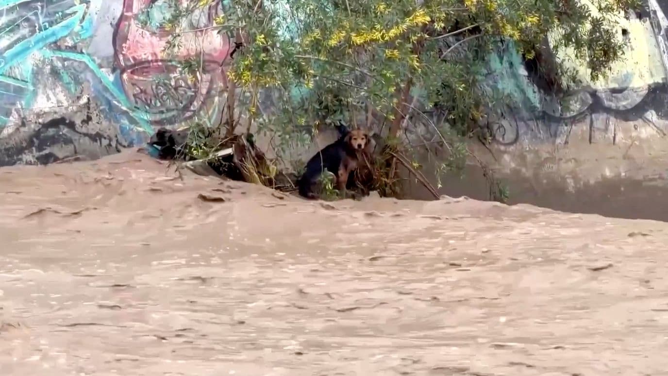 La Historia de Morocho: El Perro Sobrevivió a Inundación, Evitó Ser Atropellado y Fue Rescatado