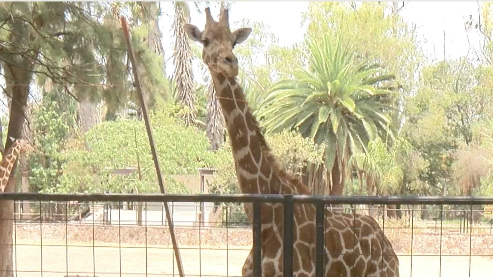 Muere Jirafa en el Zoológico de León; se Investigan las Causas.