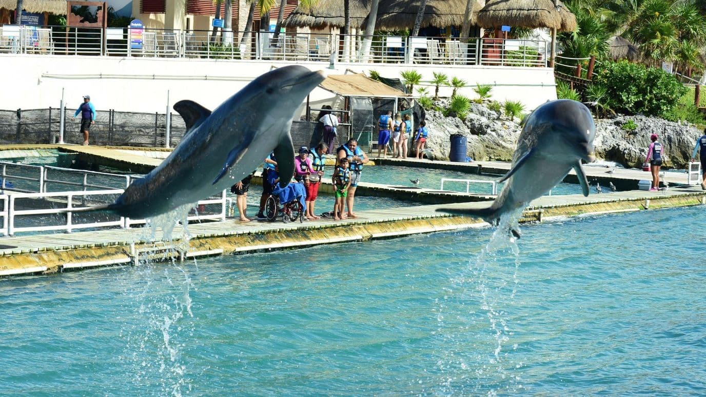 Muere Mincho de Delfinario en Cancún