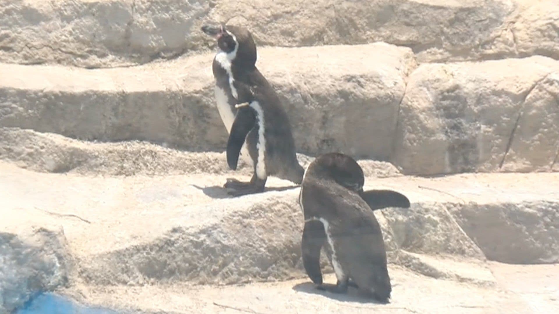 Muere Pingüino de Humboldt Dentro del Parque Zoológico de León