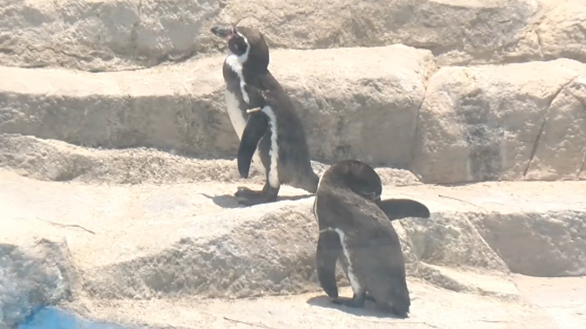 Muere Pingüino de Humboldt Dentro del Parque Zoológico de León.